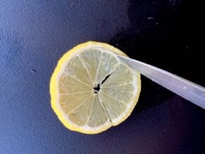 Knife slicing around the edge of a lemon round to make citrus twist.