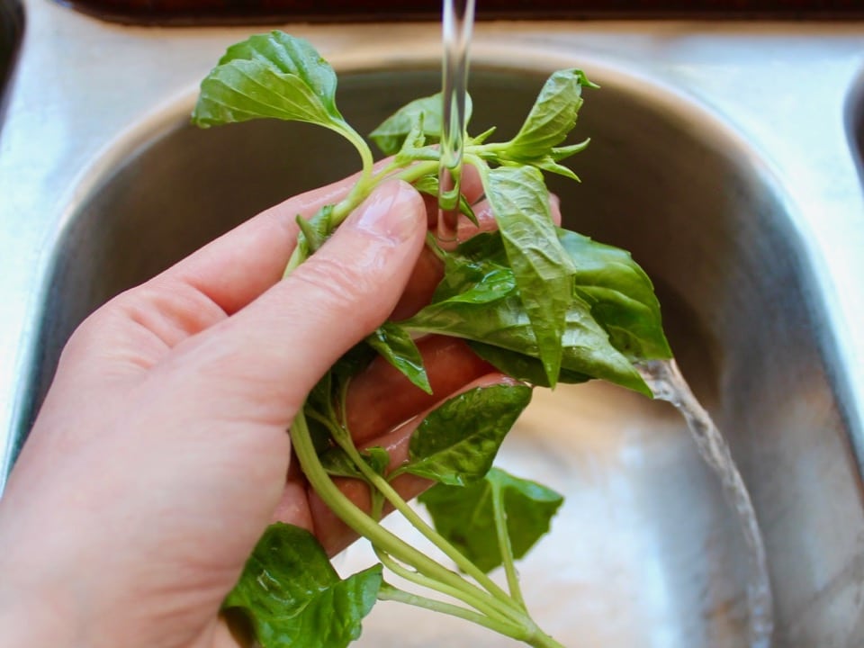 Close up shot of hand holding a bunch of fresh basil and rinsing it under the kitchen sink faucet.