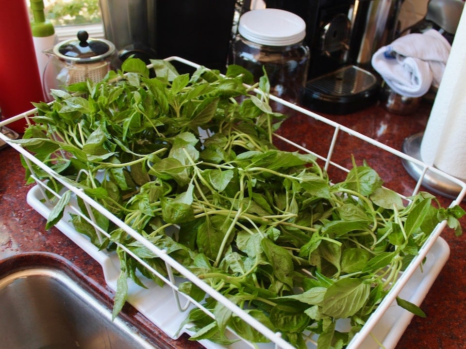 Horizontal shot of fresh basil leaves draining after being rinsed.