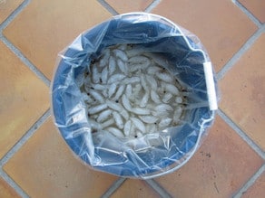 Ice and brining solution in a bag in a large bucket.