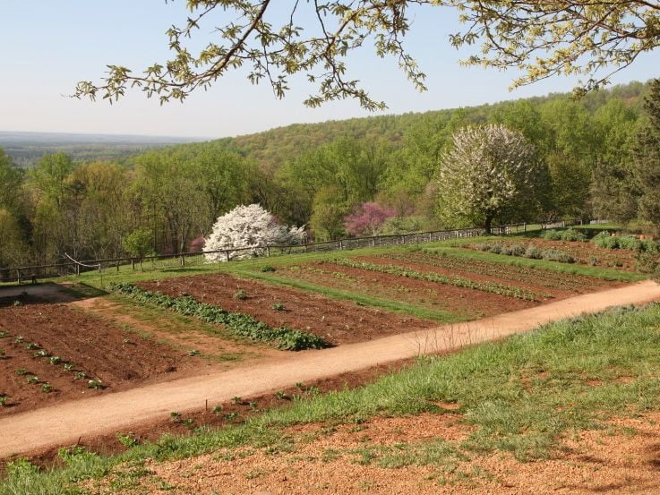 What Thomas Jefferson Ate: White Bean Soup - Learn a colonial recipe from Thomas Jefferson's family at Monticello for White Bean Soup. Vegetarian, healthy, delicious historical recipe.