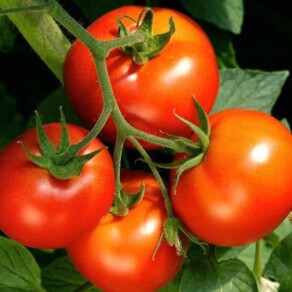 Tomatoes growing on a plant, showcasing vibrant red fruits in various stages of ripeness