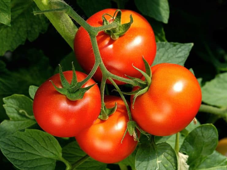 Four rip red tomatoes growing on the vine.