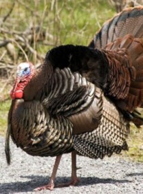 The History of Turkey - In America, turkey is the centerpiece for our biggest food holiday celebration: Thanksgiving. Brush up on your turkey trivia here!