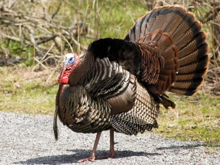 The History of Turkey - In America, turkey is the centerpiece for our biggest food holiday celebration: Thanksgiving. Brush up on your turkey trivia here!