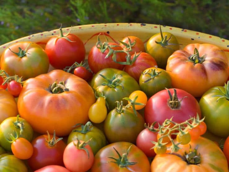 Learn the history and benefits of heirloom vegetables, from Thomas Jefferson to present, and try a recipe for Heirloom Tomato Salsa Fresca.