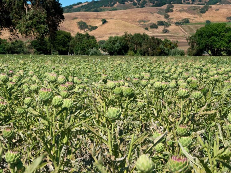 All About Artichokes - The ultimate artichoke guide - learn the history, plus tutorials for cleaning, prepping, and cooking in a variety of ways.