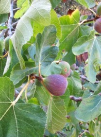 Fig Tree in my Front Yard