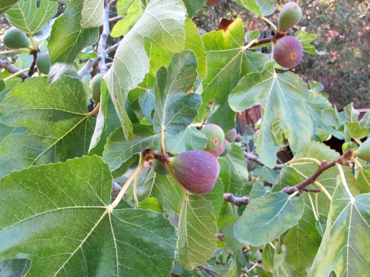 Fig Tree in My Front Yard - I have a big, beautiful fig tree in my front yard that is teeming with fresh fruit right now. I need your fig recipe suggestions!