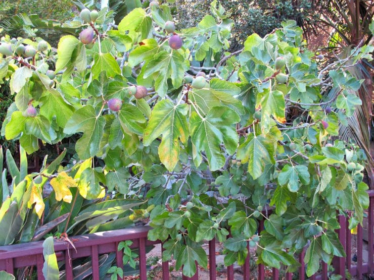 Fig Tree in My Front Yard - I have a big, beautiful fig tree in my front yard that is teeming with fresh fruit right now. I need your fig recipe suggestions!