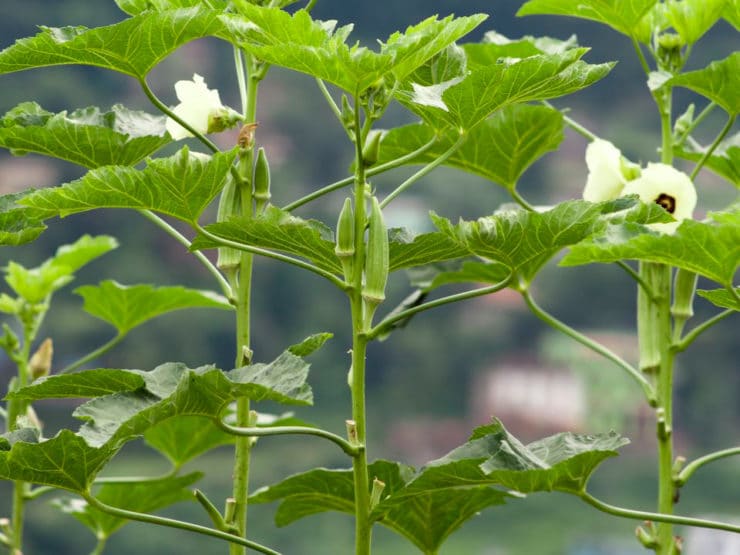 The Secret History of Okra - Learn the history of okra, from its ancient origins to its African American roots, then try a historically-inspired recipe for peppery okra soup.