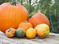 A Slice of Pumpkin History on The History Kitchen