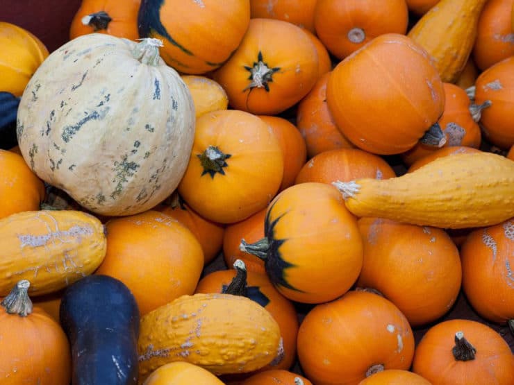 A Slice of Pumpkin History - Learn about the colorful history of pumpkins, from early Central America to present. 