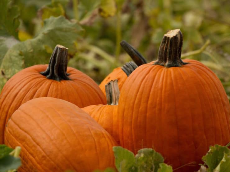 A Slice of Pumpkin History - Learn about the colorful history of pumpkins, from early Central America to present. 