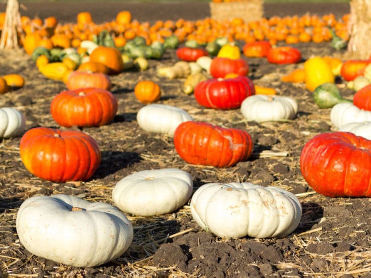 A Slice of Pumpkin History - Learn about the colorful history of pumpkins, from early Central America to present. 