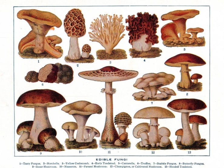 Mushroom Identification Chart