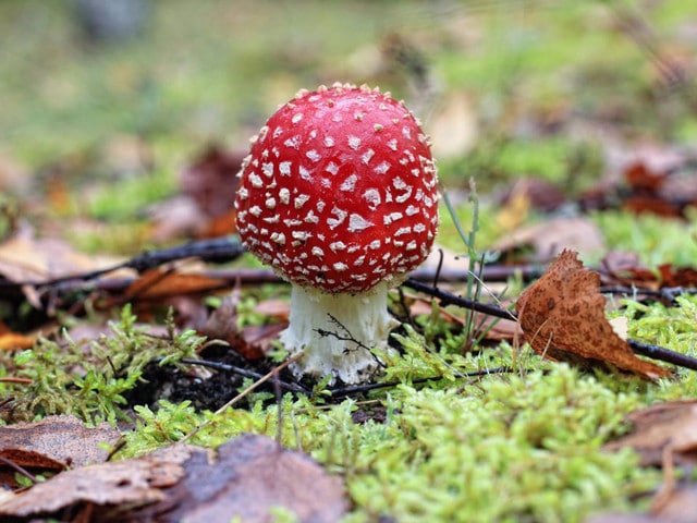 Magical Mushrooms: The Allure of Edible Fungi - Learn the history of edible mushrooms and a few other things you might not know about our favorite culinary fungi!