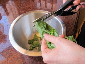 Snipping fresh basil with scissors.