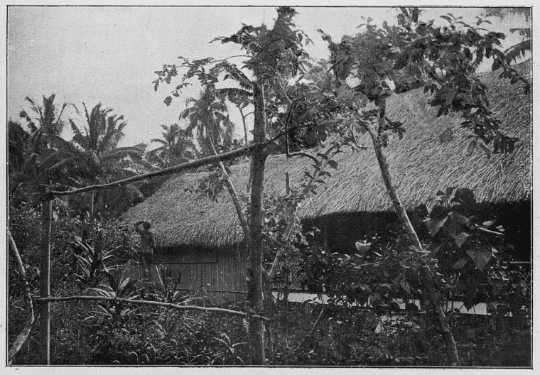 Paul Gauguin - His Life, His Work, His Menus and a Tahitian Recipe for E'ia Ota, Poisson Cru - Fresh Lime-Marinated Fish with Coconut Milk and Vegetables