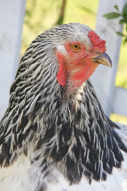 Light Brahma Hen or Rooster  BackYard Chickens - Learn How to Raise  Chickens