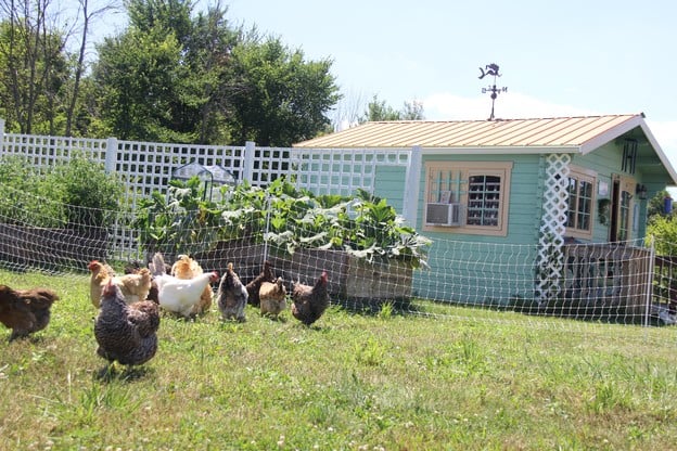 Electric chicken fence saved our hens from a pack of coyotes