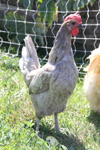 Safer Mesh for Chickens