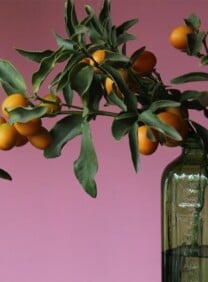 Dramatic shot of kumquat branch in green glass jar with purple background.