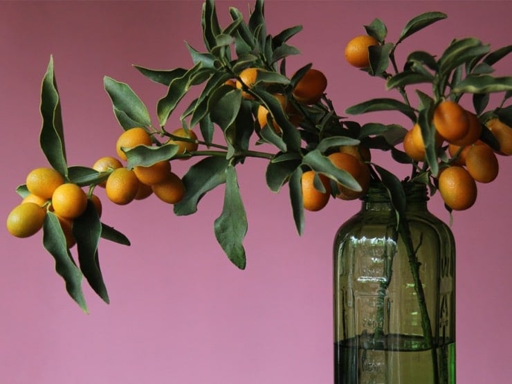 Dramatic shot of kumquat branch in green glass jar with purple background.