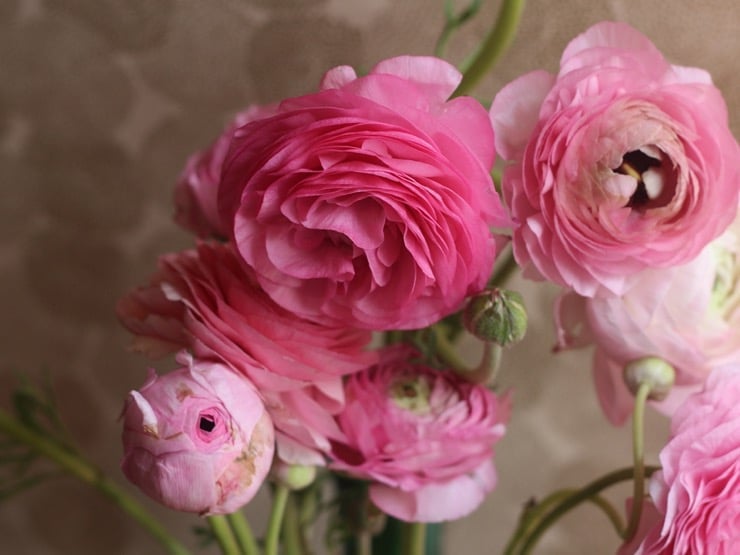 Pink ranunculus blooms.