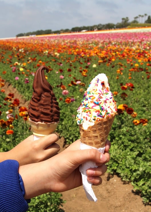 Two hands holding ice cream cones in front of colorful ranunculus fields. One is chocolate and the other is vanilla with sprinkles.