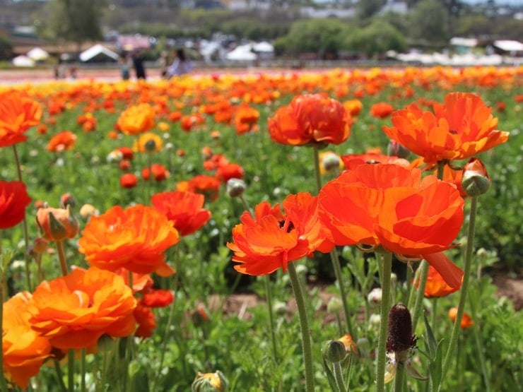 A field of orange ranunculus blooms.