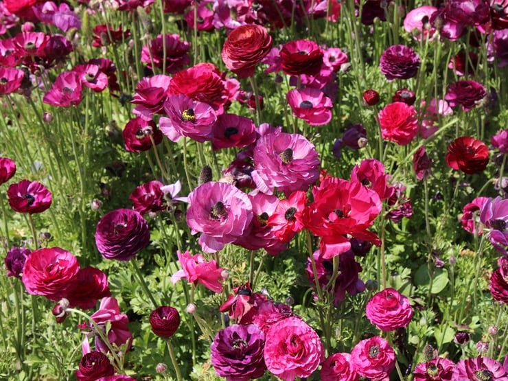 Purple-pink ranunculus growing in the field.