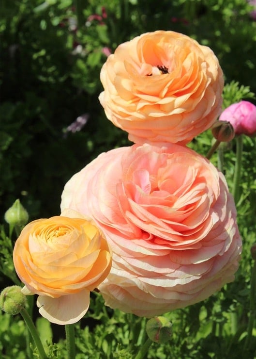 A close up of peach, pink and yellow ranunculus blooms in a green field.