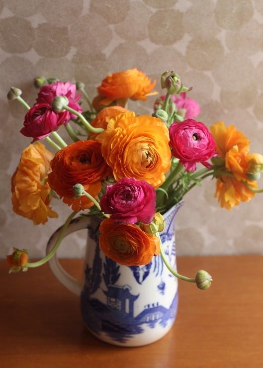 Colorful ranunculus blooms in a blue and white pitcher on a wooden tabletop.