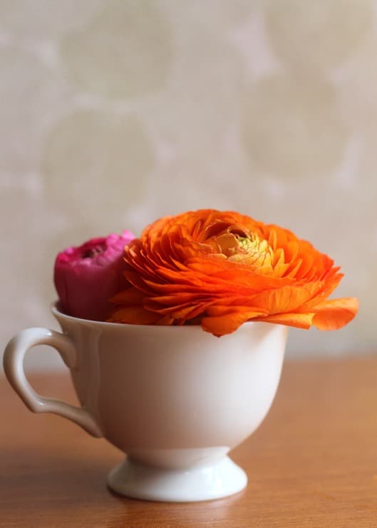 Orange and pink ranunculus blooms in a white teacup on a wooden table.