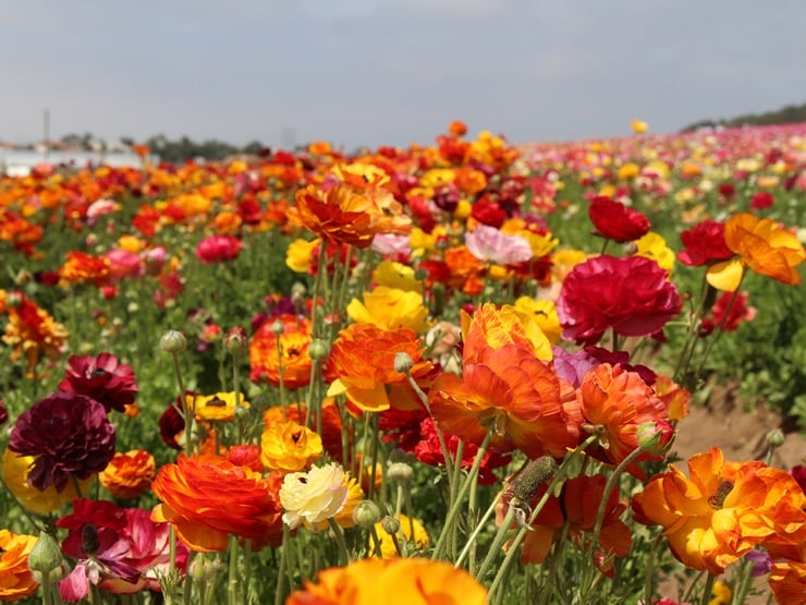 A large field filled with colorful ranunculus blooms.