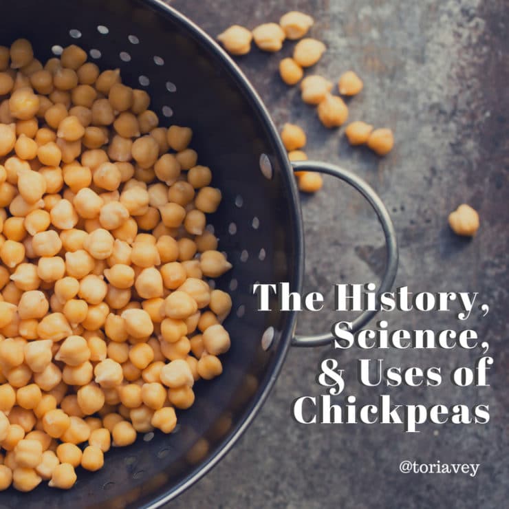 Colander of cooked chickpeas on concrete background with scattered chickpeas on the surface of the concrete, and title - The History, Science & Uses of Chickpeas @toriavey