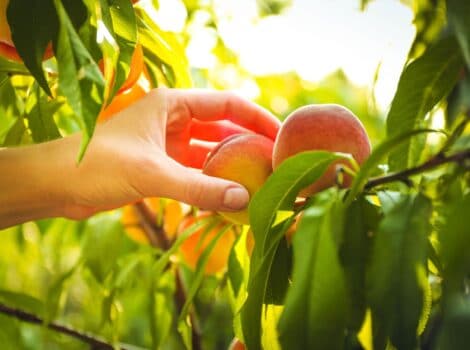 Horizontal image of a hand reaching to pick a ripe peach from a peach tree.