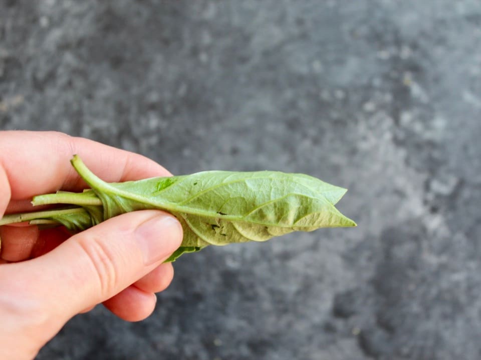 Hand holding roll of basil leaves.